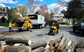 Reliable Oakhurst, CA Tree Removal Services Solutions