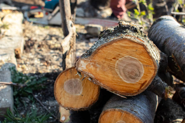 How Our Tree Care Process Works  in  Oakhurst, CA